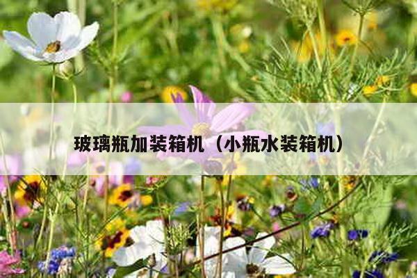 玻璃瓶加裝箱機(小瓶水裝箱機)