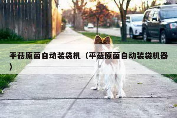 平菇原菌自動裝袋機(平菇原菌自動裝袋機器)