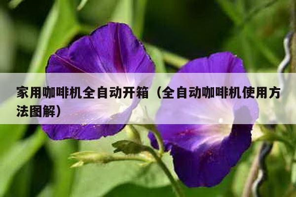 家用咖啡機全自動開箱(全自動咖啡機使用方法圖解)