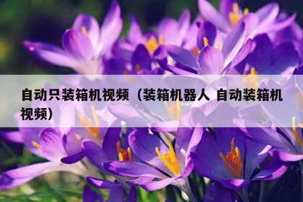 自動只裝箱機視頻(裝箱機器人 自動裝箱機視頻)